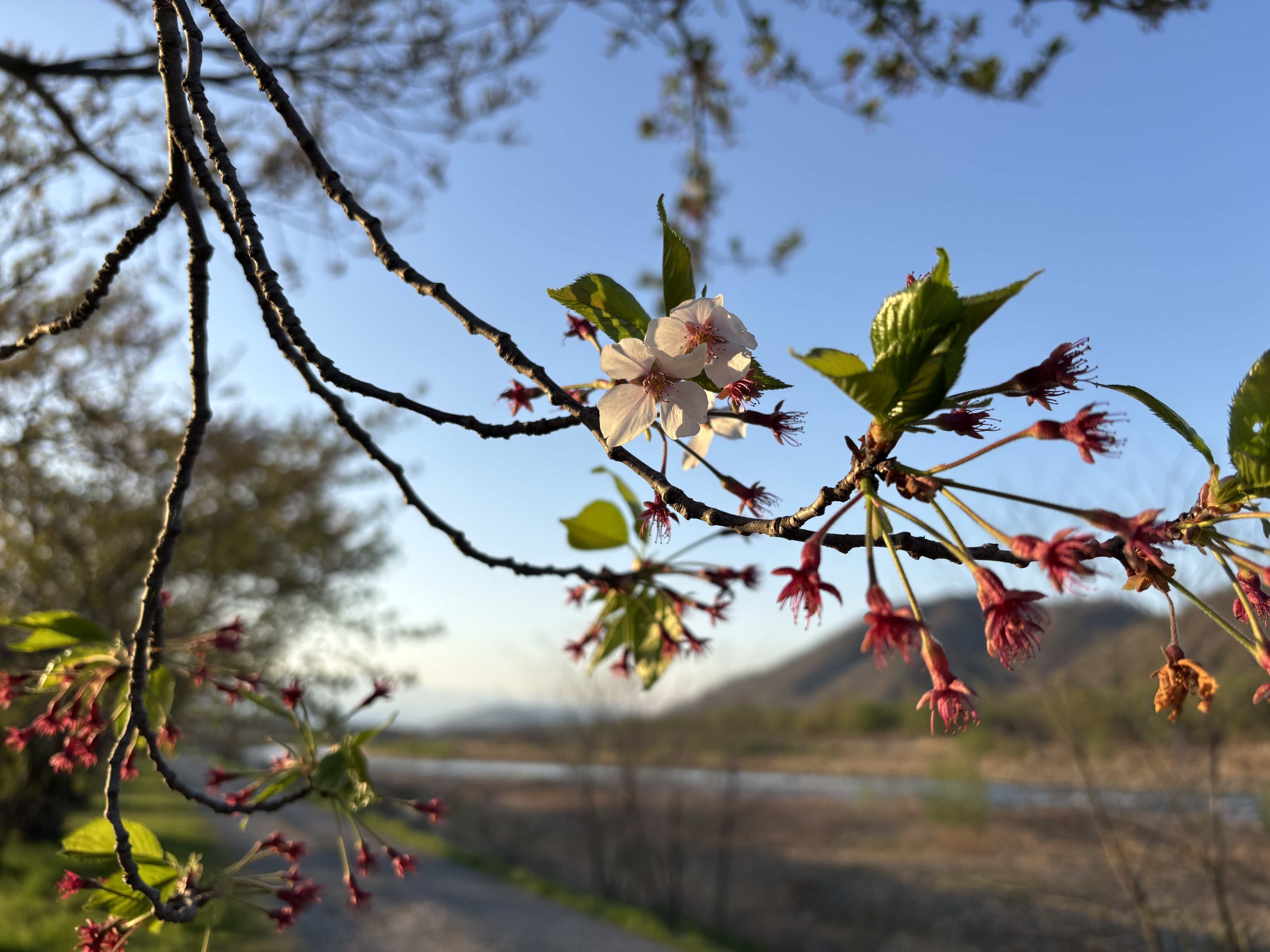 安曇野の桜