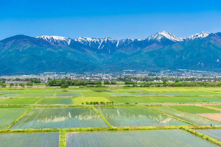 安曇野の田園風景と北アルプス